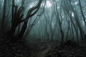 picute of a dark forest